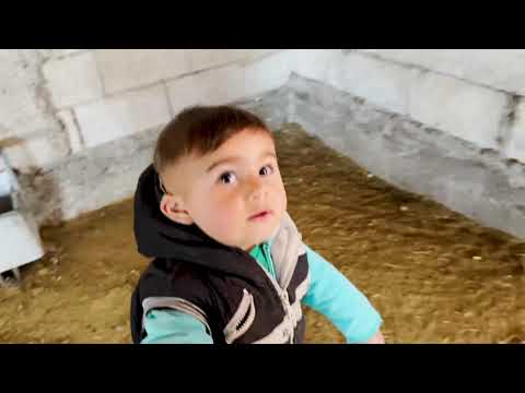 KUZULARMIZA HASTALIK BULAŞTI KUZULARIN ANNELERİYLE