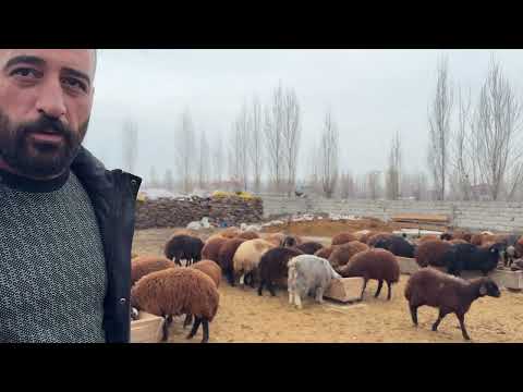 KARLAR ERİYOR ARKADAŞIMIN KANGALLARI