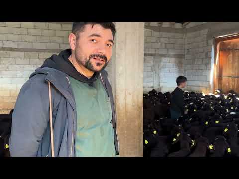 KUZULAR KÜPELENDİ KÖPEKLERİ GEZDİRİYORUZ