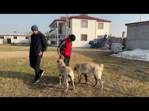 YENİ ENİKLERİ DAĞITTIK 2026 YILI İÇİN YAYLA KİRALADIK