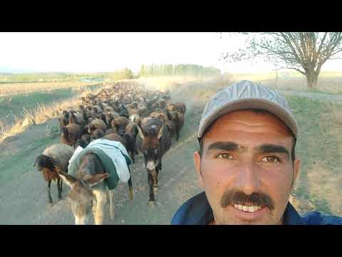 YONCALARDA SON GÜN ARTIK GİTME VAKTİ YARIN ERZURUM