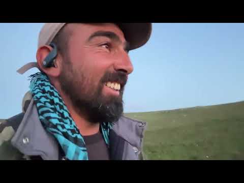 KURTLAR KÖPEKLERİN ETRAFINI SARDI GERÇEK BİR KURT VE KÖPEK