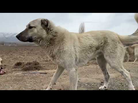 KÖPEKLERE ET ZİYAFETİ KUZU DOĞUMLARI DEVAM EDİYOR