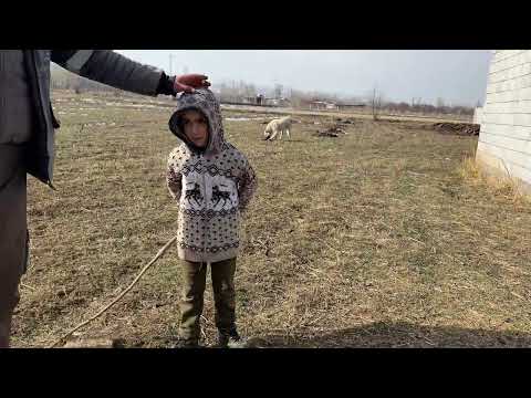 KOYUNLARI TUZLARKEN İZDİHAM ÇIKTI ANNESİZ KUZUYA YENİ ANNE