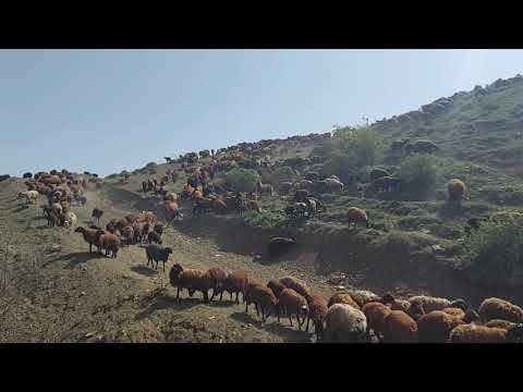 HIRÇO KÖPEKLERE MEYDAN OKUYOR YOLCULUĞUMUZUN SON GÜNÜ 6 gün