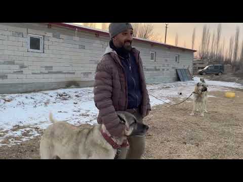 3 KURT BOĞAN EFSANE KÖPEKLER 1200 KOYUN
