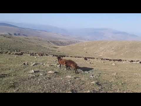 İKİ LİDER KOÇ UN KAPIŞMASI bakalım kim alacak liderliği koç