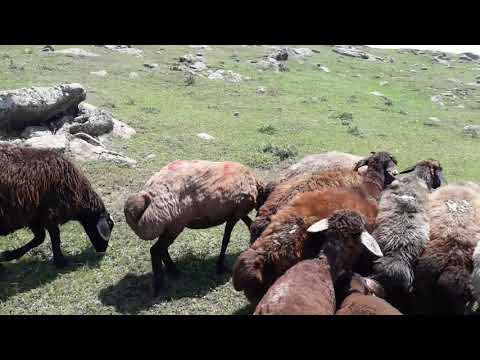 2020 kurbanlık koyun fiyatları