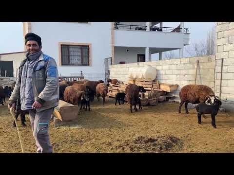 KUZULARDA KAS HASTALIĞI BABAM SAMANLIĞI DOLDURUYOR CEMAL