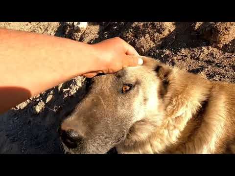 ÇOBAN KÖPEKLERİ NASIL YETİŞTİRİLİR OBADA ARTIK SON GÜNLER
