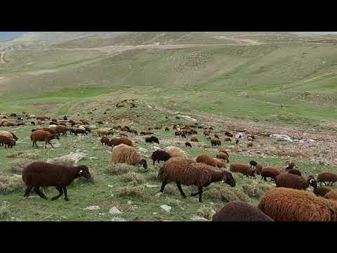 BEŞO GELDİ ARTIK BÜYÜK ŞELALENİN GÖLGESİNDE KOYUN
