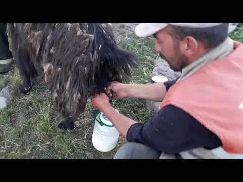 ÇOBAN KÖPEĞİ NASIL YETİŞTİRİLİR