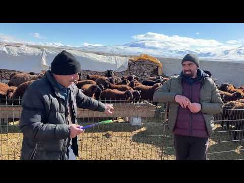YILLIK KÂR MOR KARAMAN KUZULAR ÇOĞALIYOR