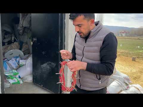 ÖLEN KOÇU KÖPEKLER YİYOR KUZULAR BÜYÜYOR