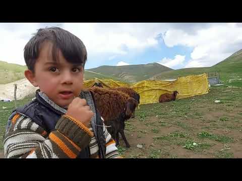 KÜÇÜK ÇOBAN KOYUN YAYIYOR KOYUN SAĞMAK İÇİN HAZIRLIKLARA