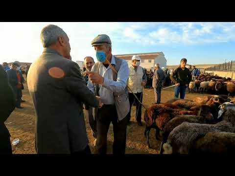 AĞRI HAYVAN PAZARINDA KÜÇÜKBAŞ VE BÜYÜKBAŞ FİYATLARINDA SON