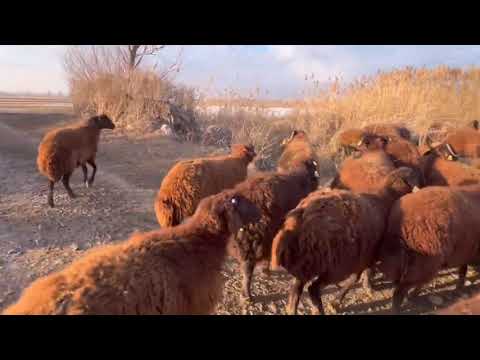 KAR ERİDİ BİR KOYUNU KURT YARALAMIŞ GÖKHAN YARAYI DİKTİ