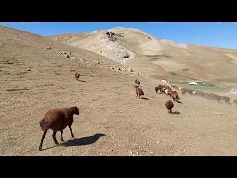 KOÇLAR ÖLÜMÜNE KAVGAYA TUTUŞTU