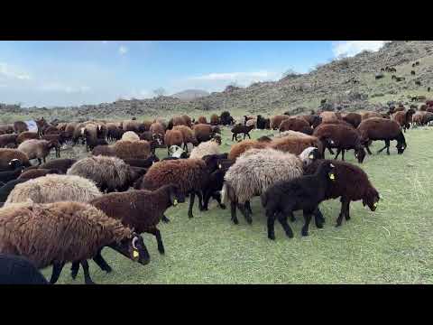 VOLKANİK YANARDAĞIN ETEĞİNDE OTLAYAN BİNLERCE KOYUN