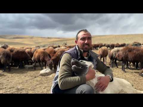 KÖPEKLER BOĞUŞTU SONRA KURTLAR BİR KOYUN YEDİ SİS YAĞMUR VE