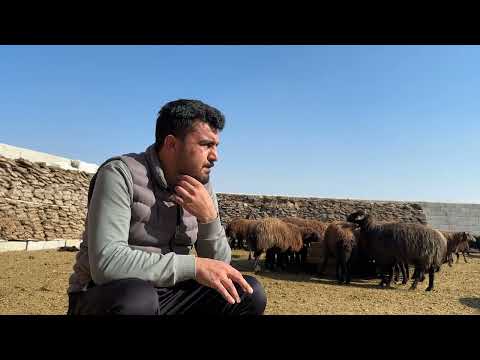 MOR KARAMAN KUZULAR İÇİNDE TEK BEYAZ KUZU