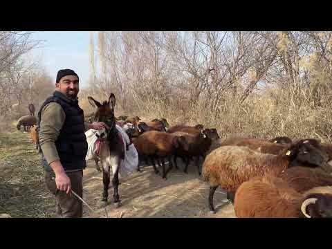 SON YEŞİLLİK