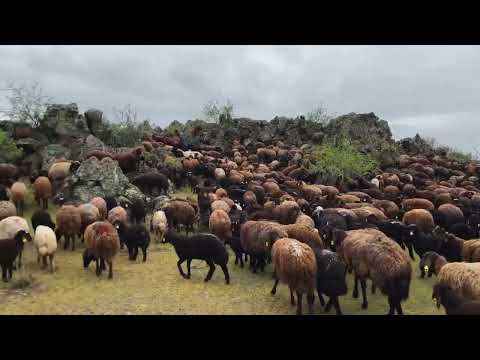 ÇÖL GİBİ ARAZİLERDEN GEÇİYORUZ KOYUNLAR AÇ KALDI BİR GÜNDE