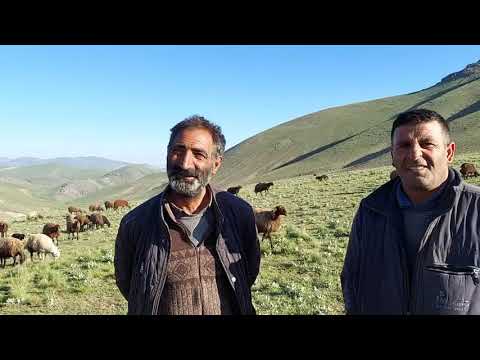 TELSİZ SAYESİNDE KAYBOLAN KUZUYU BULDUK SARSILMAZ BOŞ