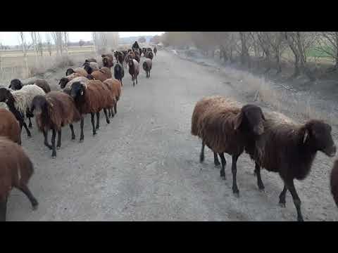 Mor koyun ilk bahar yeni dışarı çıkıyor