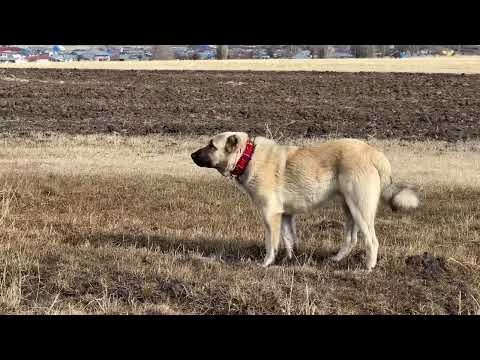 TİLKİ CANINA SUSAMIŞ KARAYOLUNDAN VE TREN YOLUNDAN