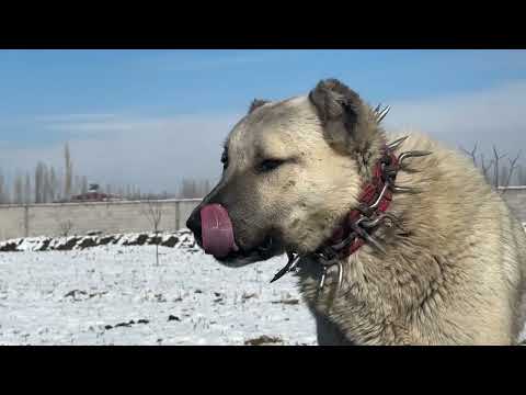 KÖPEKLER ARASINDA GERİLİM DEVAM EDİYOR GÜNEŞLİ Bİ KIŞ GÜNÜ