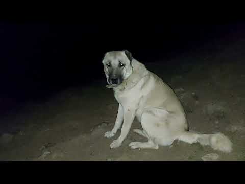 ÇOBAN KÖPEKLERİMİZ GECE SÜRÜYÜ ALAN TARAMASI YAPARAK KORUYOR