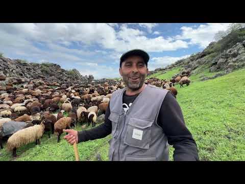 KURTLAR CEMAL DAYININ SÜRÜSÜNÜN PEŞİNDE