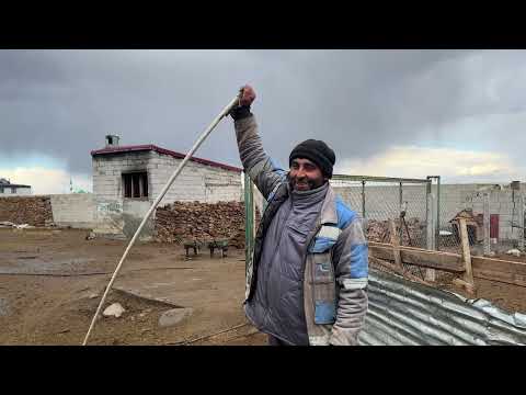 YAĞMUR ÇALIŞMAMIZA İZİN VERMEDİ KUZULAR YEM YEMEYE BAŞLADI