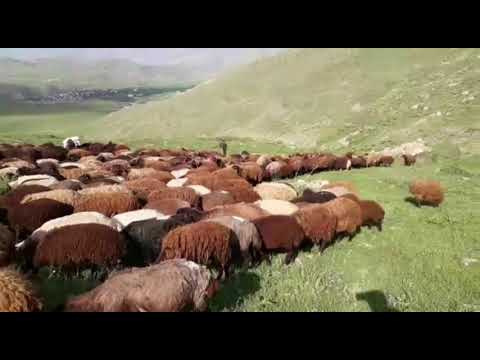 yaylalarda koyun otlatmak ALLAHU EKBER DAĞI