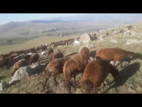 BİR KURT SALDIRISI ve KÖPEKLERİN SAVUNMA HİKAYESİ
