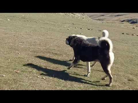 BEŞO SÜRÜ KÖPEKLERİNİN ARASINA DALDI 19 gün