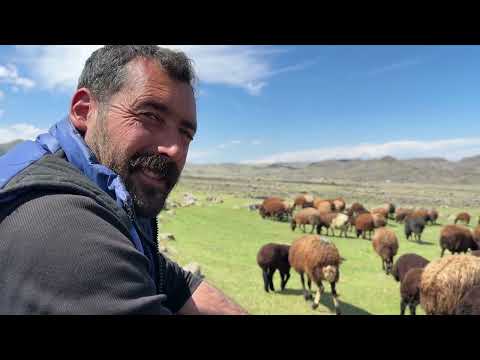KURTLAR 100 KOYUNU TELEF ETMİŞ OĞLAK ÇOBAN İLİŞKİSİ
