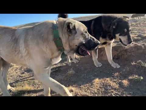 GECE BOYUNCA KÖPEKLERİN YARISI YOKTU ANNEMİN TANDIR EKMEĞİ