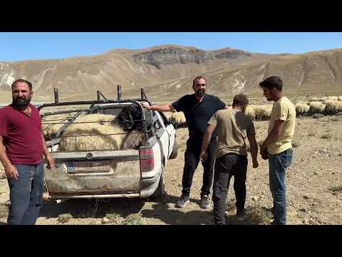 KOÇERLER İN AYILARLA OLAN MÜCADELESİ BUĞDAY HASADI