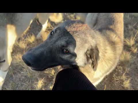 KÖPEKLER NEYİN PEŞİNDE Havalar Tekrar Düzeldi