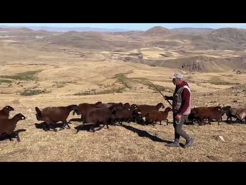 BİR KUZU TEK BAŞINA DAĞDA KALMIŞ ÇADIRI GÖNDERME ZAMANI