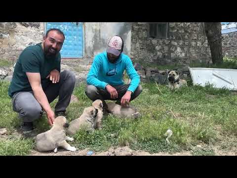KURT BOĞAN KANGALLARIN YAVRULARI