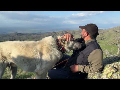 ERKEK KÖPKELERDEN DİŞİ KÖPEĞE SALDIRI