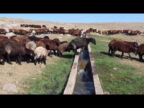 MOR KARAMAN KOYUNU GENEL ÖZELLİKLERİ mor koyun ile ilgili