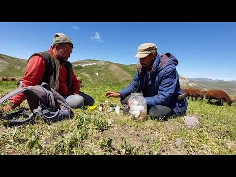 KOYUN HASTALIKLARINA GÖRE HANGİ İLAÇLARI KULLANIYORUZ 4