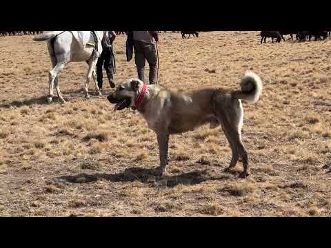 KÖPEKLER BİRBİRİNE GİRDİ ORTALIK TOZ DUMAN OLDU sinansagut