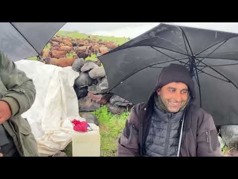 İLK GÜN KOYUNLAR ÇAYIRLARI BASTI KAN TER İÇİNDE KALDIK AĞRI
