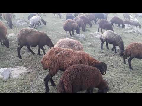 1 YASINDA TOKLU DOĞURURSA NASIL OLUR