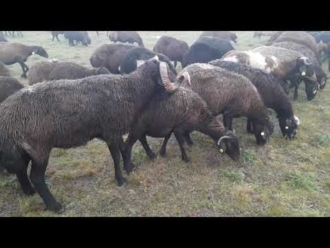 KOÇ KATIMI SİSLİ HAVA RENKLİ GÖRÜNTÜLER